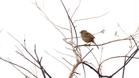 A-Song-Sparrow-sings-in-a-tree
