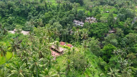 üppige-Grüne-Dschungelreisfeldterrasse-Mit-Hohen-Kokospalmen-In-Ubud-Bali-Indonesien,-Antenne