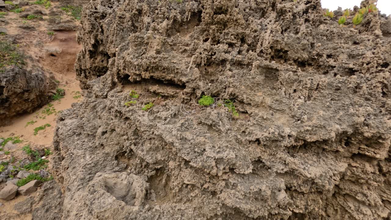 hojas de uva rojas moviéndose suavemente en el viento