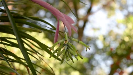 Bromelienblüten-Billbergia-Distachya-Brasilianische-Einheimische-Pflanze
