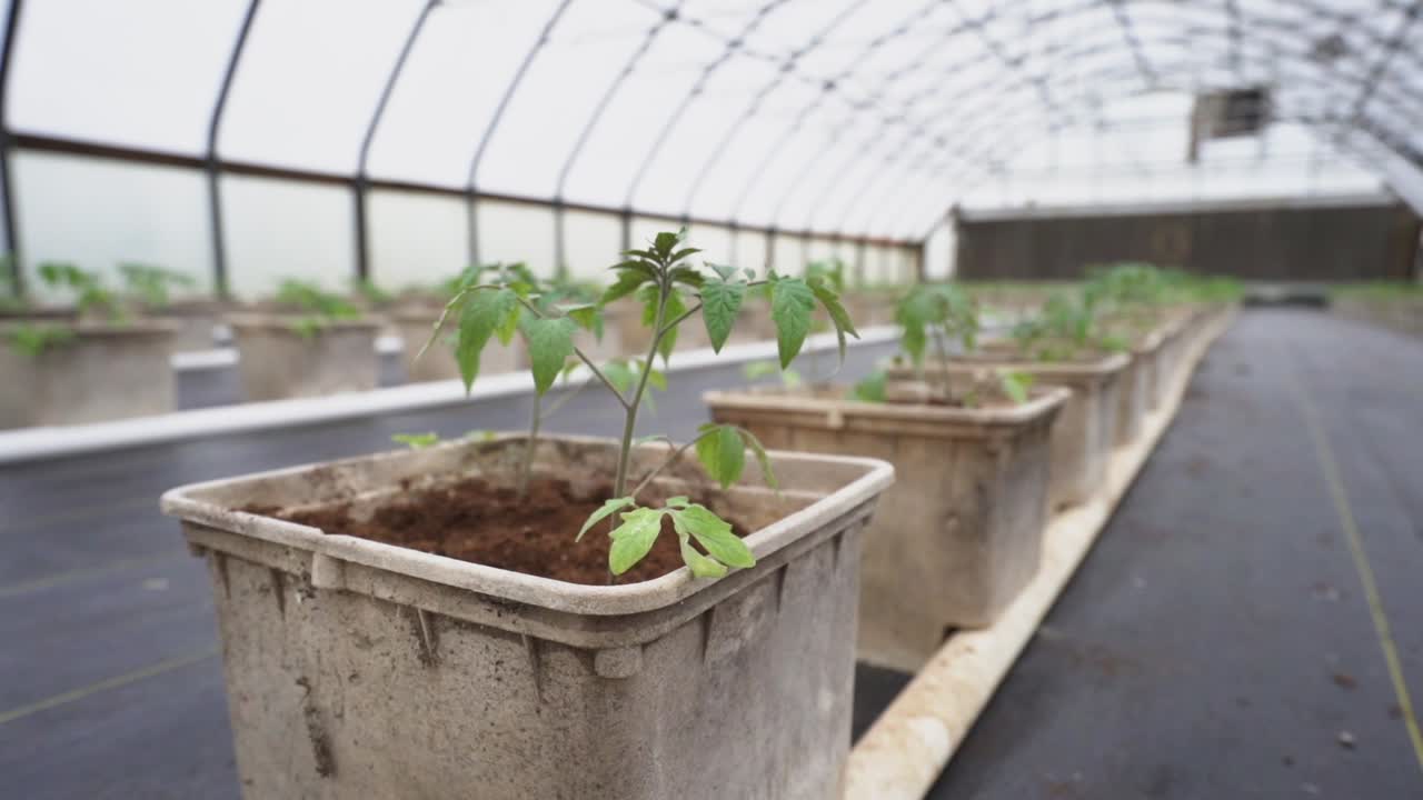 Young tomato plants recently transplanted into buckets in a greenhouse.