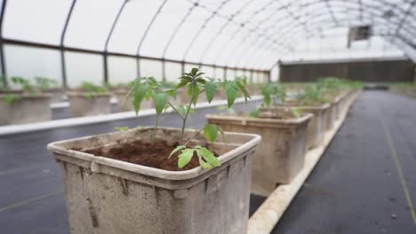 young tomato plants recently transplanted into buckets in a greenhouse.