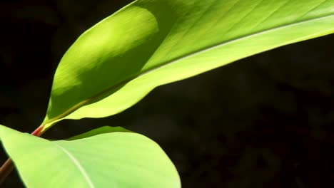 grandes hojas de plantas verdes bajo el sol. tiempo real