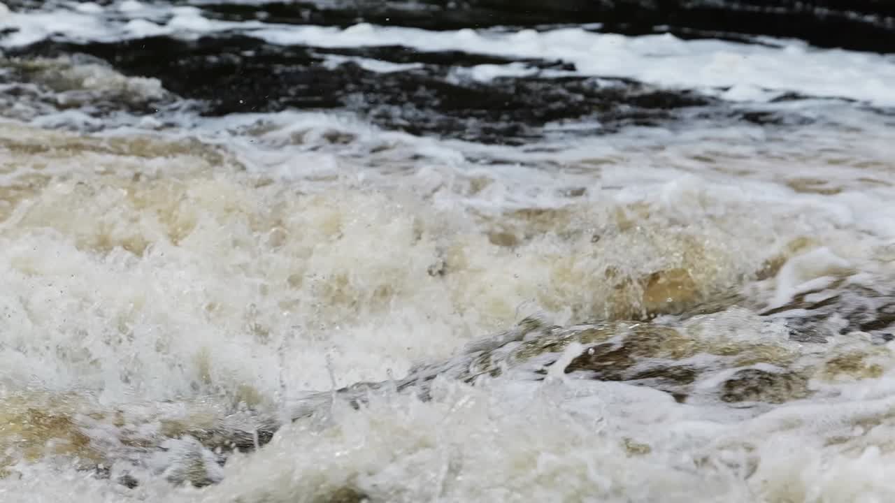 Salmon Jumping in River Rapids