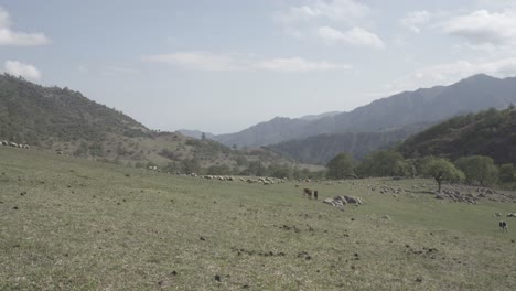 static shot of beautiful valley surrounded by mountain with the view of a herd of sheep grazing in the distance