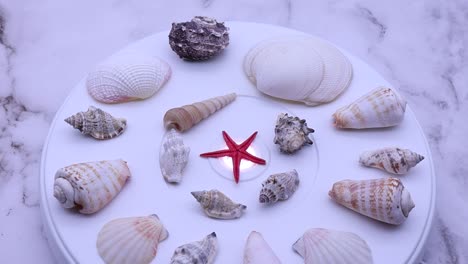 collection of assorted shells rotating on a turntable