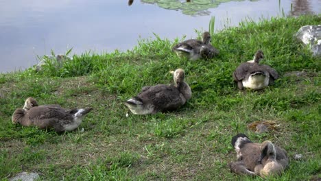 Eine-Familie-Junger-Gänse-Sitzt-Neben-Einem-Blauen-Teich,-Während-Sie-Ihre-Federn-Putzen-Und-Sich-Umsehen