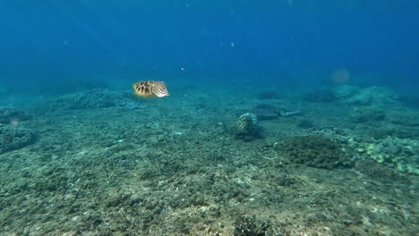 Curious-vibrant-cuttlefish-dances-in-morning-sun-rays-in-tropical-turquoise-water