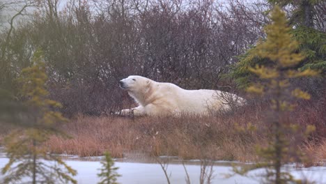 restless napping polar bear waits for the winter freeze up amongst the falling snow and sub-arctic brush of churchill manitoba