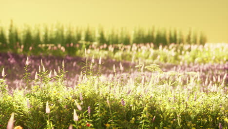 campo con flores durante el atardecer de verano