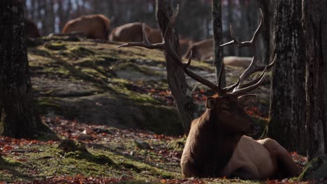 Toro-De-Alce-Tendido-Como-Un-Rey-En-Un-Bosque-Cubierto-De-Musgo-Alejar-Para-Revelar-Hembras-En-Segundo-Plano