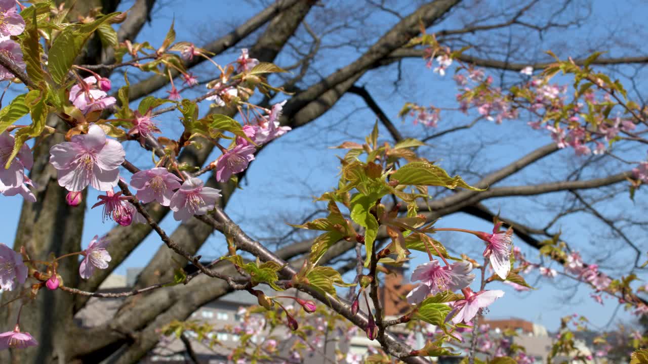 Fiori di sakura rosa ondeggiano delicatamente sui rami contro un cielo azzurro limpido in primavera.