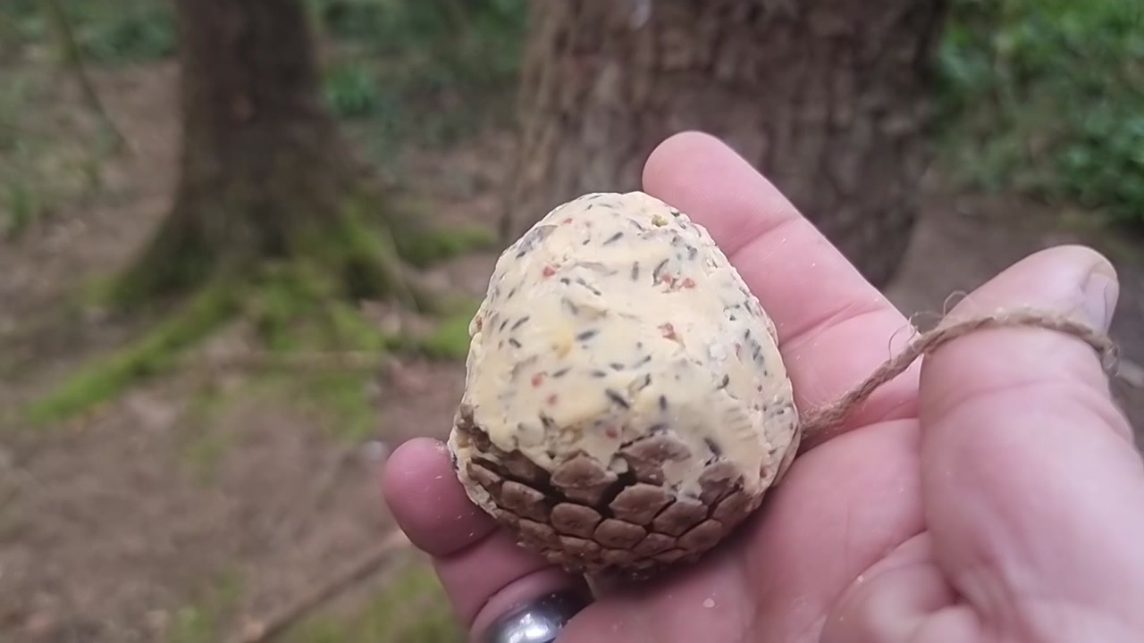 Hand holding pine cone filled with bird seed and fat ready for hanging in woodland trees