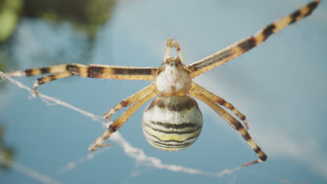 araña cruzada en la red