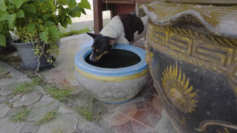 thai dog drinks water from a big plant pot outside the temple area in ko samui