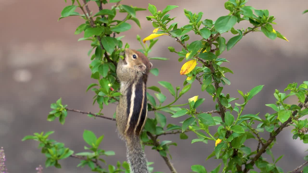 귀여운 작은 인도 야자다람쥐는 식물에서 과일과 잎을 찾고 먹습니다