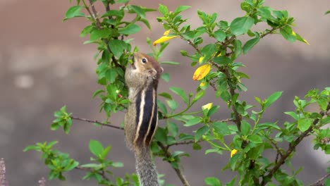 Cute-little-Indian-palm-squirrel-searching-and-eating-fruits-and-leaves-on-a-plant