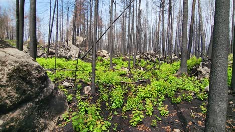 Drone-Sobrevuelo-Nuevas-Plantas-Que-Crecen-En-El-Bosque-Después-De-Un-Incendio-Forestal-En-Sudbury,-Canadá