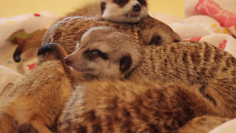 Meerkats-Sleeping-on-One-Another-in-Meerkat-Cafe