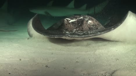 black-blotched-stingray-swimming-towards-the-camera-at-night-on-reef-in-the-Maldives