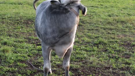 Grey-heifer-walking-in-to-camera