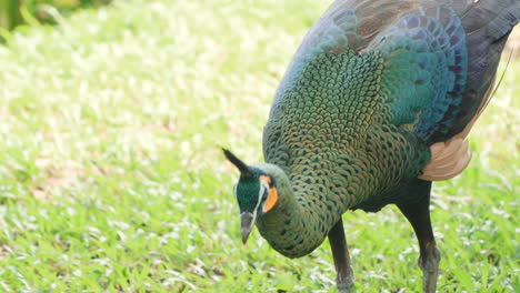 Green-peafowl-or-Indonesian-peafowl-foraging-for-food-in-a-grassy-meadow-at-Bali-Safari-and-Marine-Park-in-Siangan---close-up-tracking