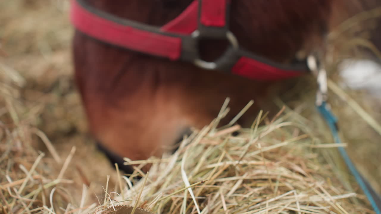 실내에서 건초를 먹고 있는 말, 겨울 헛간에서 건초를 씹는 말의 클로즈업, 말은 소박한 겨울 농장 환경 안에서 건초를 받습니다. 아늑한 겨울 농장 헛간 환경에서 건초를 먹는 말의 클로즈업 촬영