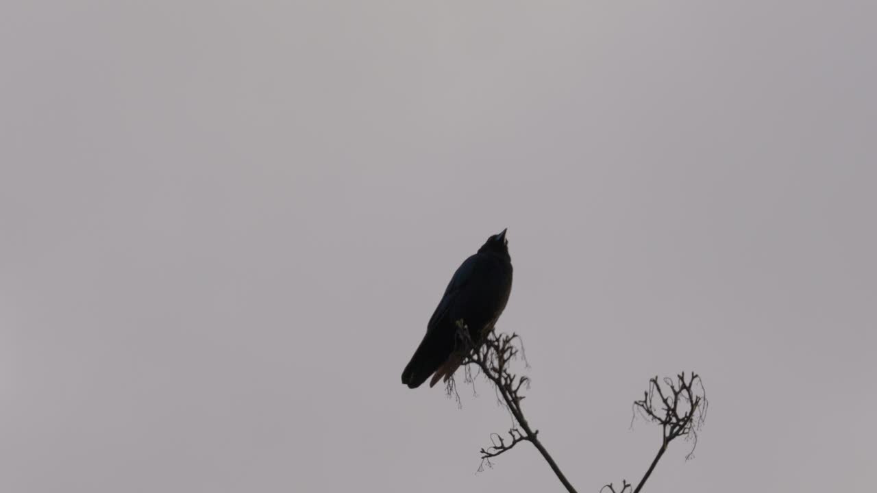 Black bird, rook or crow sitting on a branch high up in a tree