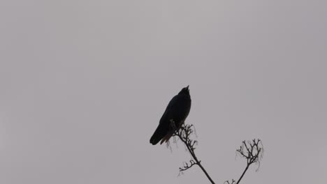 Black-bird,-rook-or-crow-sitting-on-a-branch-high-up-in-a-tree