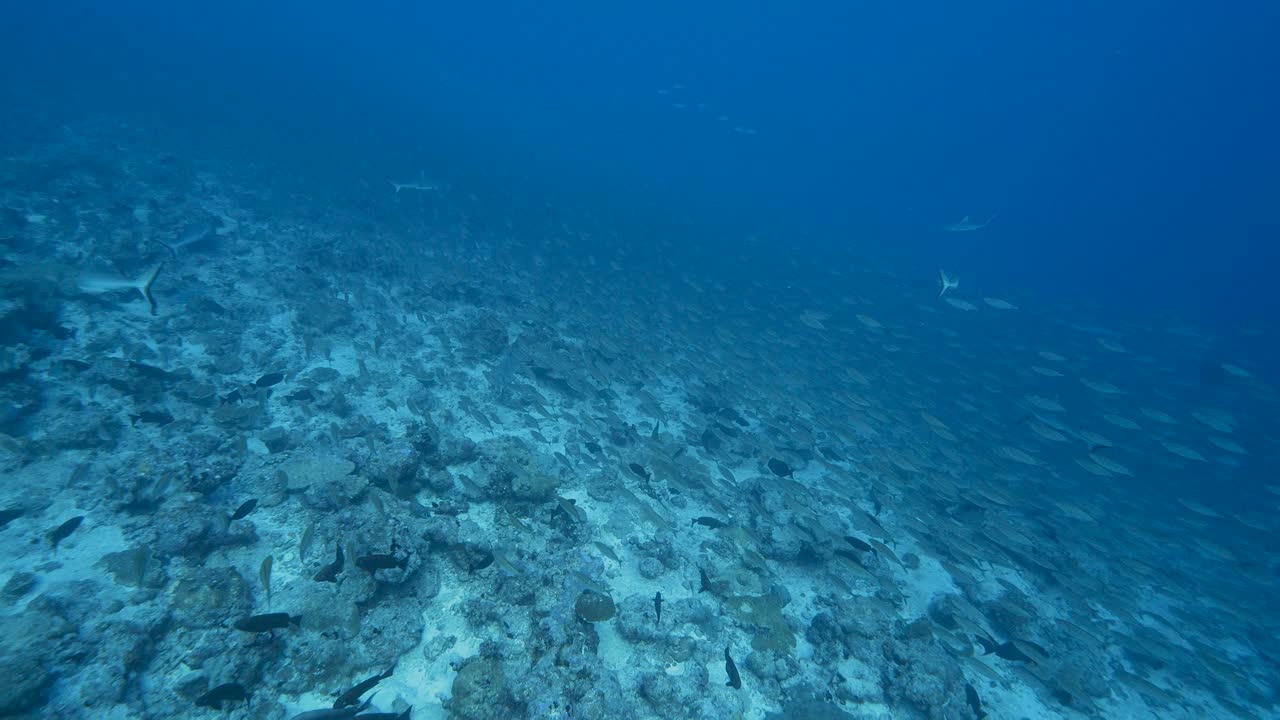Hunting grey reef sharks in a school of jacks, goggle eye fish and snappers at the tropical coral reef of the atoll of Fakarava, French Polynesia - slow motion shot