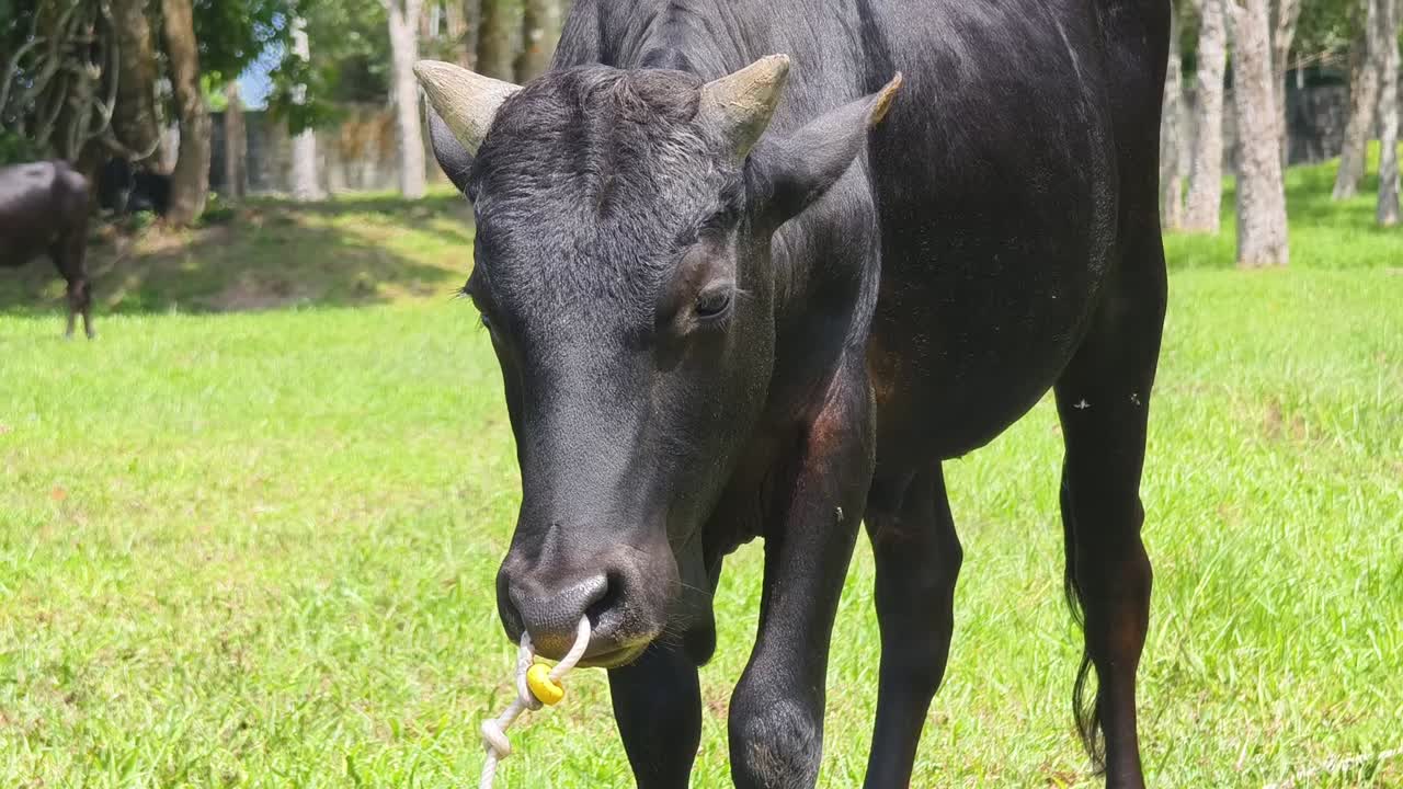 에 있는 검은 소