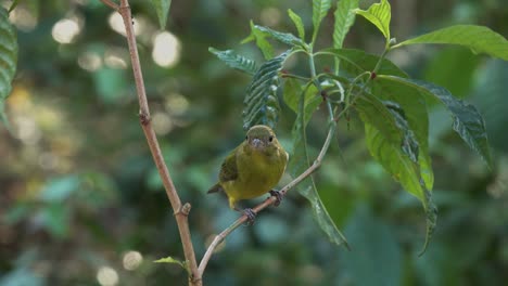 Ein-Hübscher-Grüner-Vogel-Das-Gemalte-Ammerweibchen-In-Einem-Wald-1