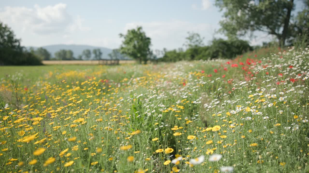 Nature scene with blooming flowers in the summer