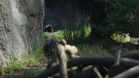 otters-run-away-and-jump-into-water-slow-motion