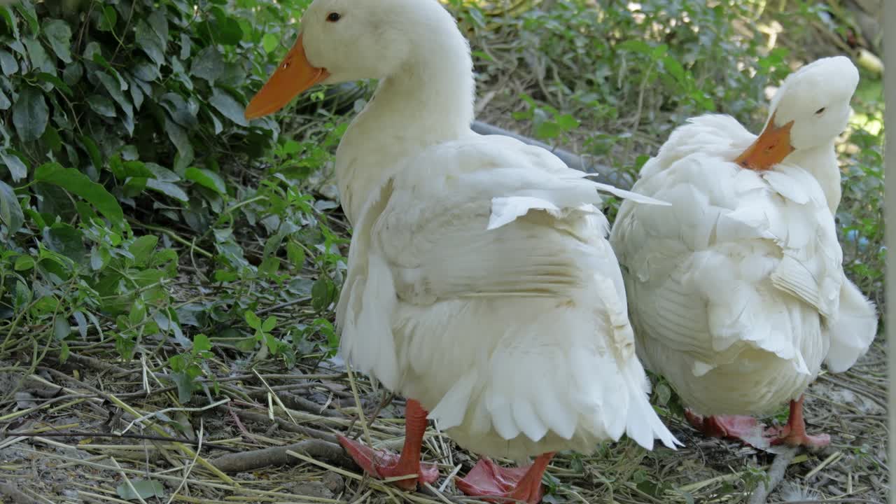 Two ducks are seen preening their feathers in a serene natural environment showcasing their grooming habits