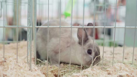 Hare-Grazing-Inside-The-Cage-In-Cornwall,-UK---full-shot