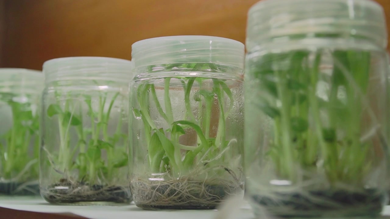 Close up of amount of jar filled with young plant with root above petri dish with soil in jar. Biotechnology, plant care and protection concept