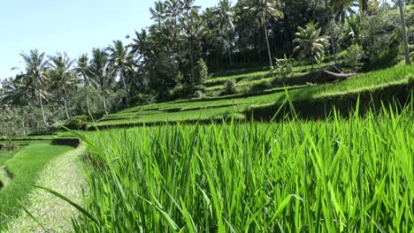 footage over rice terrace and palm trees of mountain and house of farmers . bali. indonesia