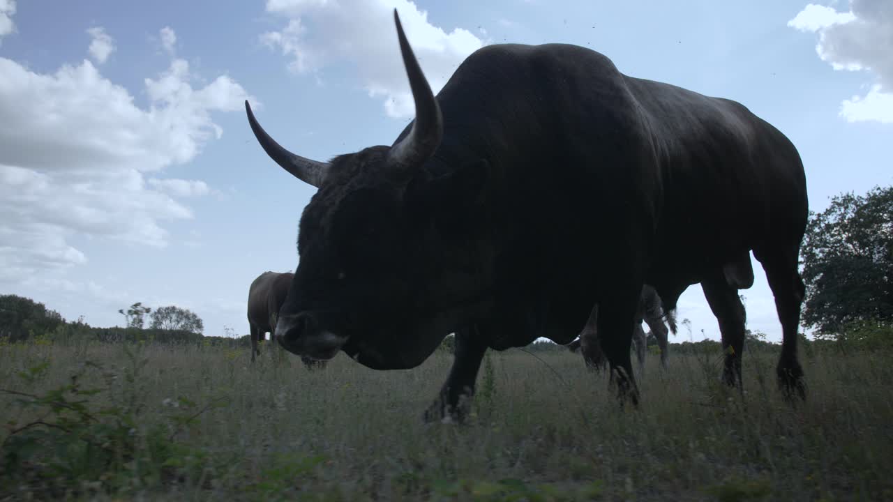 Close up of a wild grazing Tauros Bull at National Park Maashorst in The Netherlands