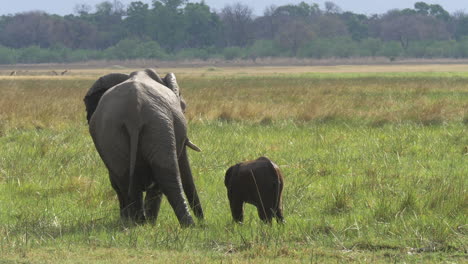 a mother elephant and her calf walking through the wetlands of botswana africa