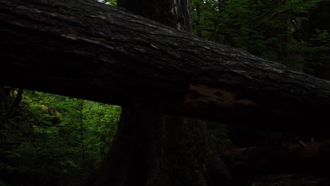 fpv panning from right to left of a large fallen tree in the moss covered rain forest, slow motion
