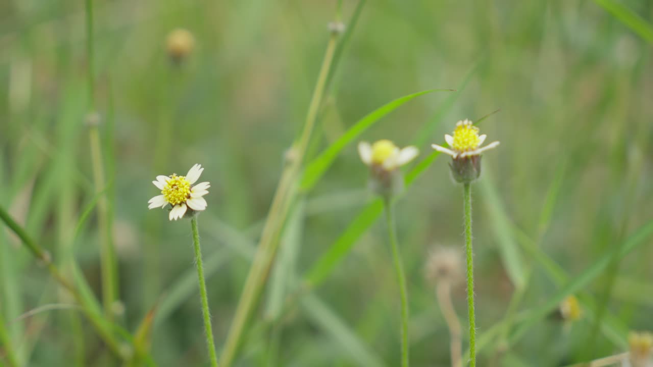 Close-up of delicate white wildflowers in a green field