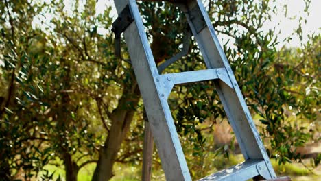 escalera y canasta de mimbre en una granja de olivos 4k