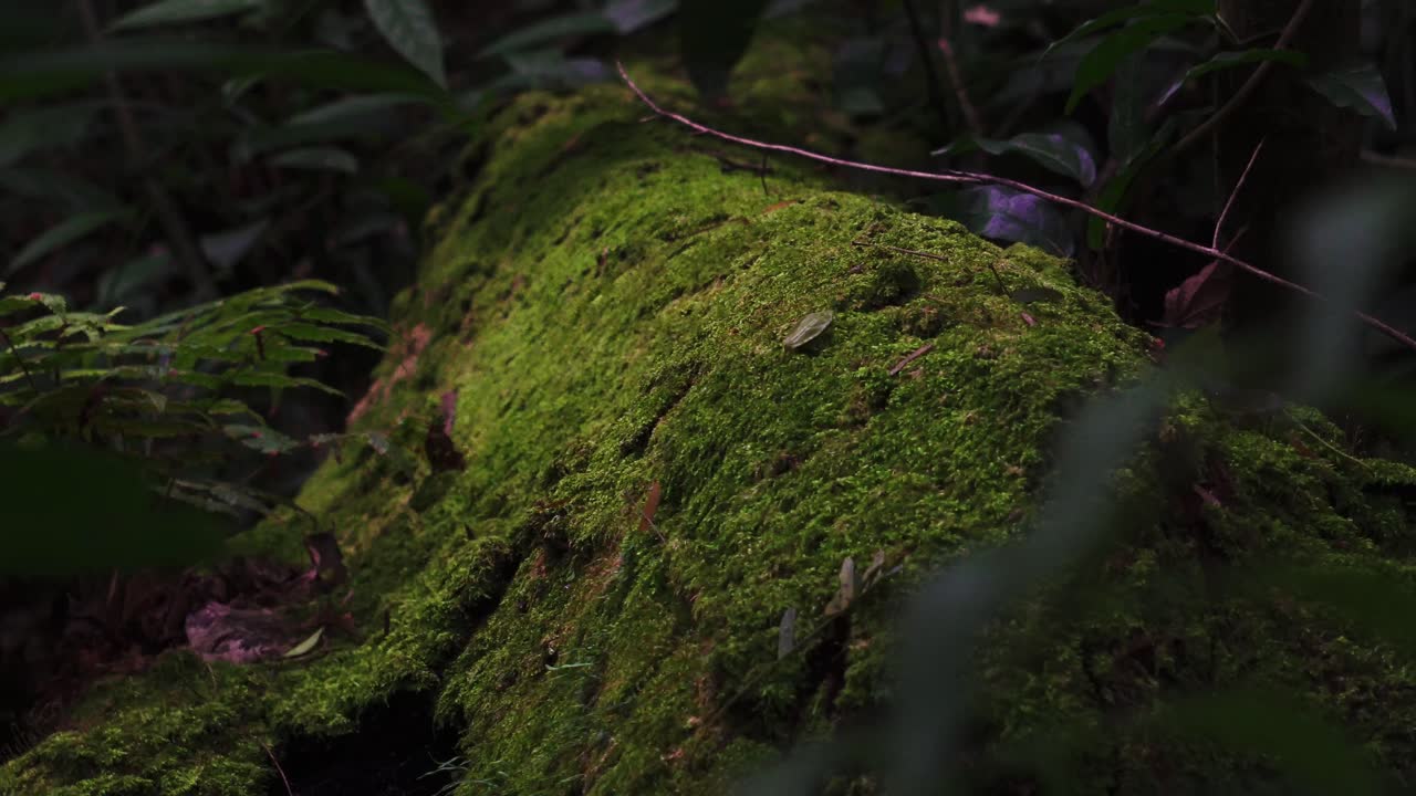 inside the atlantic forest, foz do iguaçu Brazil