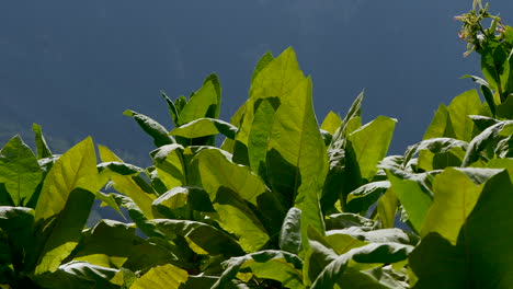 Primer-Plano-Panorámico-De-Hojas-Verdes-De-Plantas-De-Tabaco-En-La-Naturaleza-Durante-El-Sol,-Prores