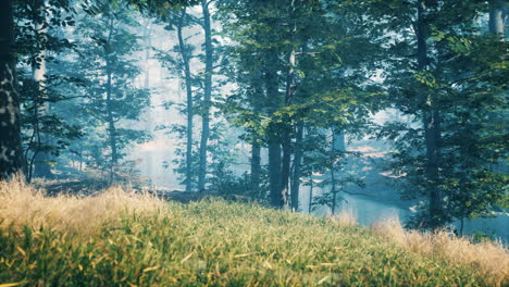 green-grass-in-the-forest-at-sunny-summer-morning