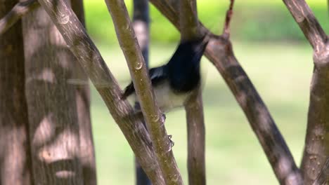 The-Oriental-magpie-robin-is-a-very-common-passerine-bird-in-Thailand-in-which-it-can-be-seen-anywhere