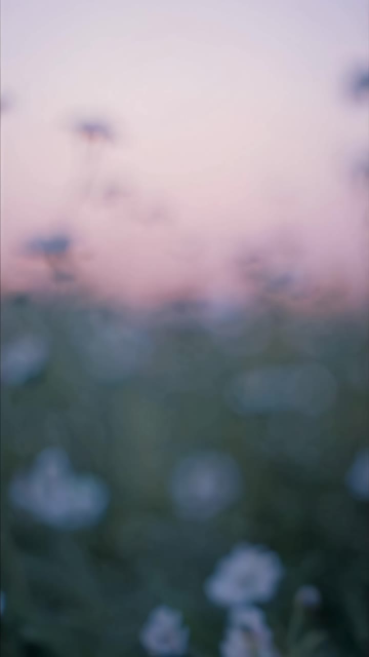 A dreamy, blurred video of wildflowers at sunset, captured from a low angle, creating a serene