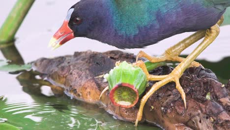 colorido pájaro gallinule púrpura recogiendo y comiendo flor de lirio de agua de cerca en cámara lenta