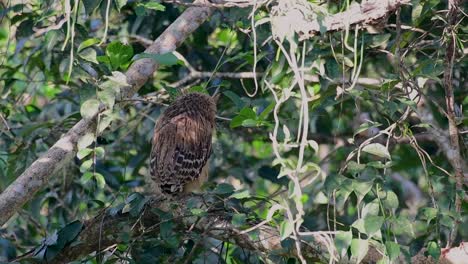 The-Buffy-Fish-Owl-is-a-big-owl-and-yet-the-smallest-among-the-four-Fish-Owls